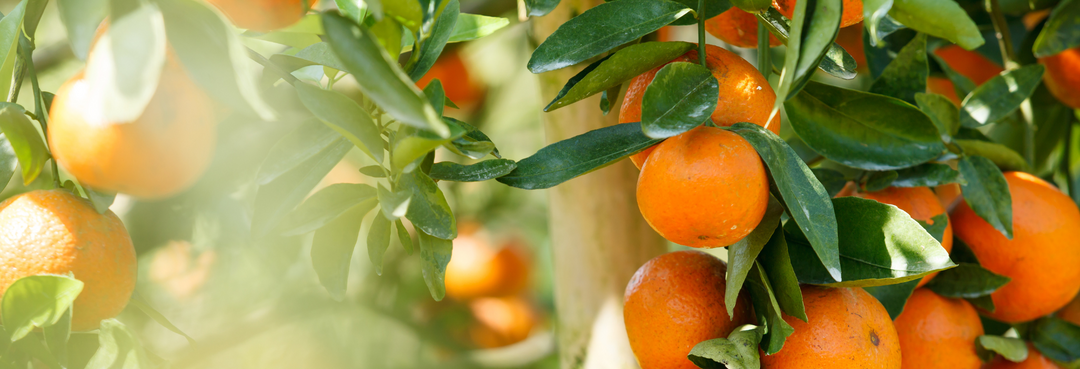 Are Oranges Acidic