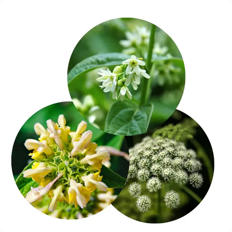 3. Clinically studied ingredients - not a generic blend